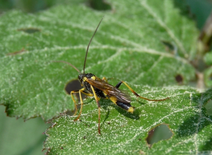 Amblyteles armatorius M (Ichneumonidae, Ichneumoninae)